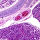 6.0MP LCD Digital Biological Microscope
