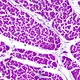 6.0MP LCD Digital Biological Microscope